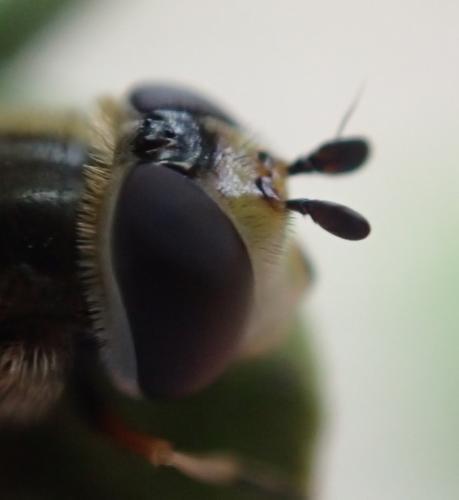 Réf. 277 073 : Eupeodes sp.